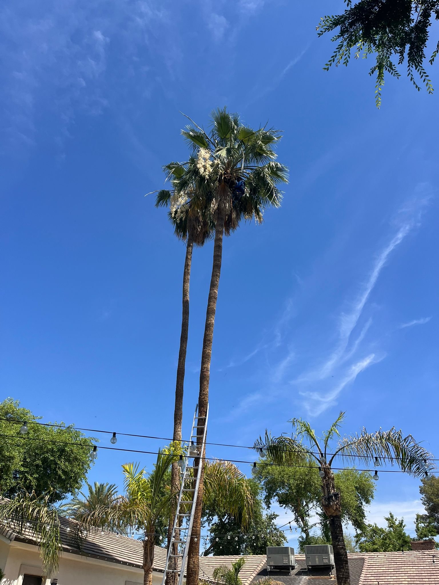 TREE SERVICES VALLE DEL SOL 2023 2024 (29)