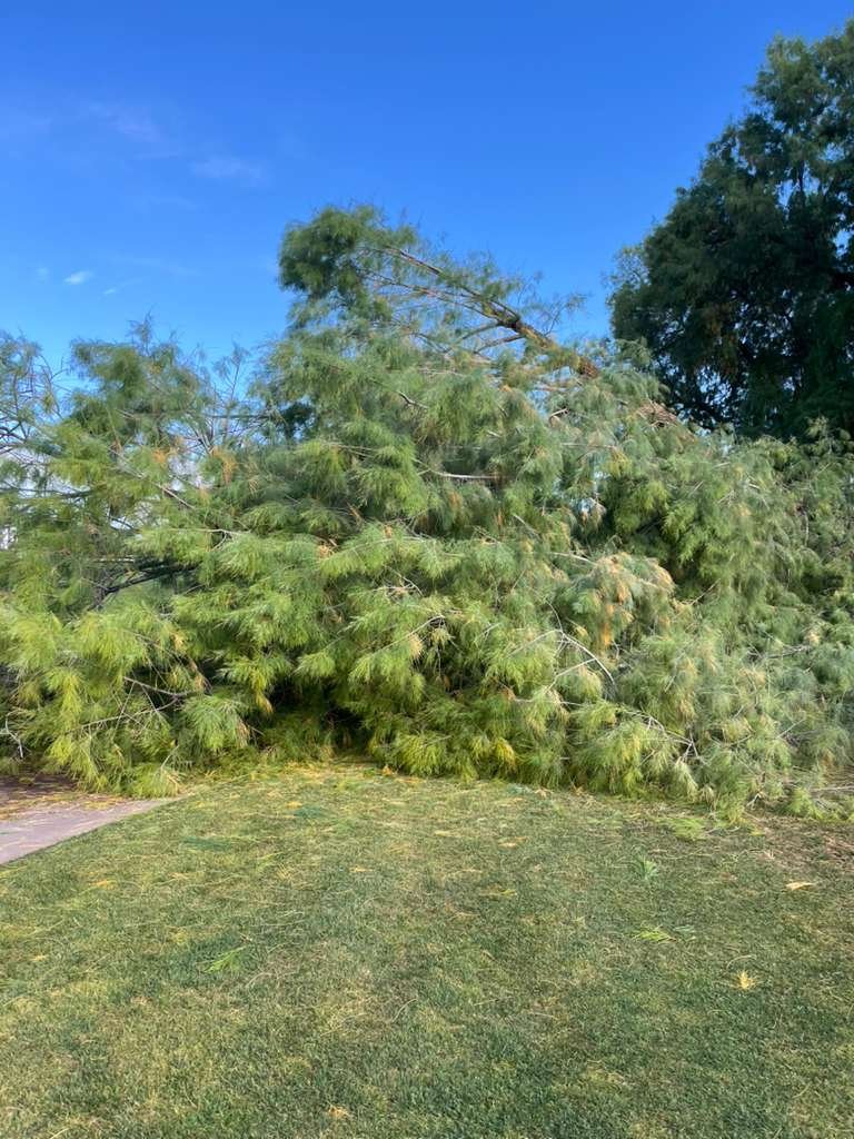 Tree Service Valle Del Sol LLC (119)