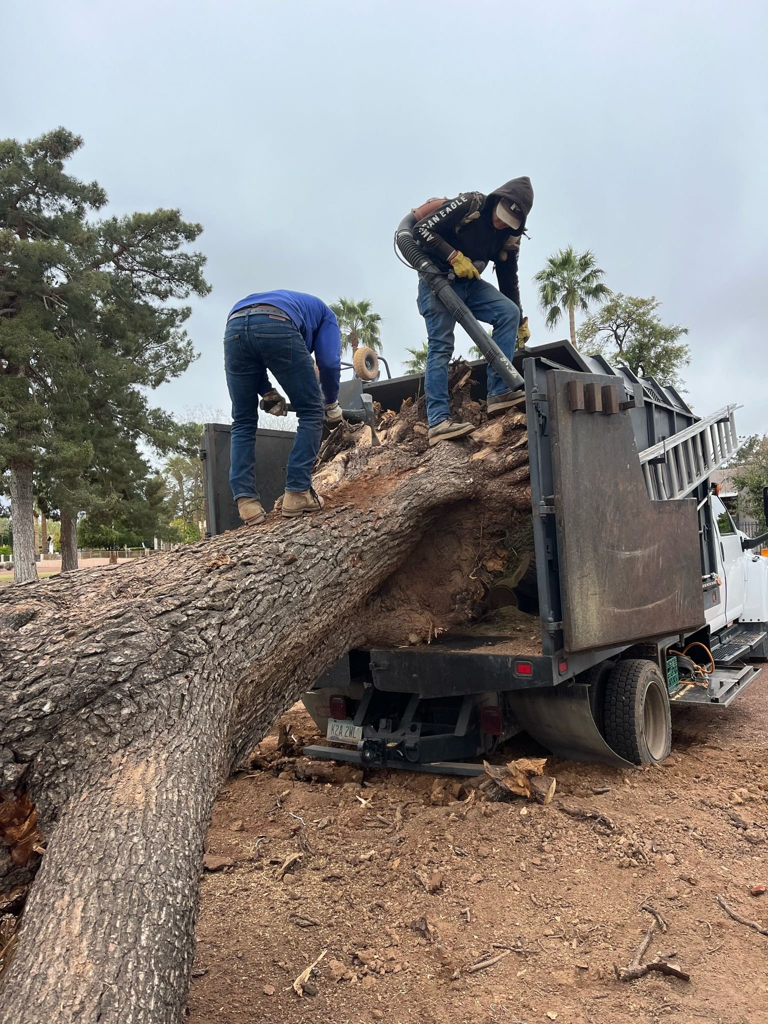 Tree Service Valle Del Sol LLC (81)
