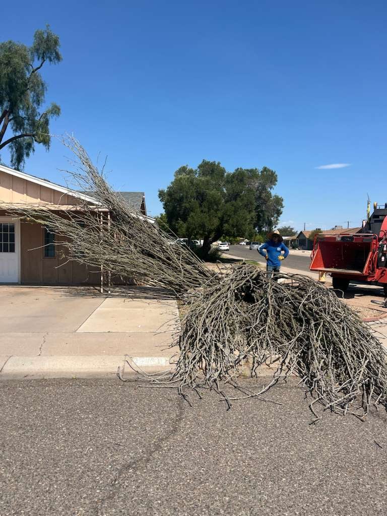 Tree Service Valle Del Sol LLC (95)